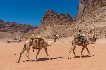 Resting camels in the Red Desert in Wadi Rum, Jordan, Middle East.