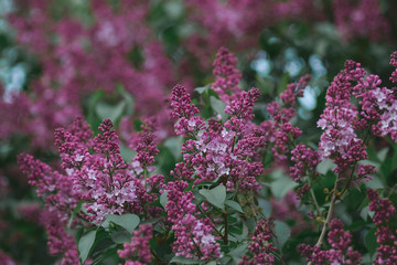 purple lilac flowers with natural green leaves