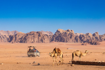 Fototapeta na wymiar Resting camels, Wadi Rum desert, Jordan.