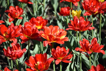Lawn of tulips at the spring exhibition of fresh flowers