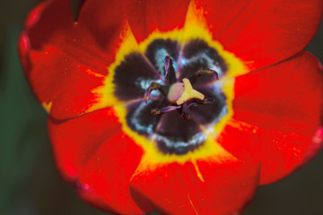 Red tulip top close-up blossom with yellow ovary, black petals, stamina, black pollen grains in the sun light.