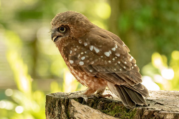 Side view of New Zealand owl