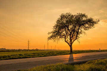 Alone tree near road at sunset with sun behind the tree