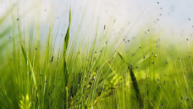 Infected cereals, green stem, pests, insects, flies, moths, farm, agriculture