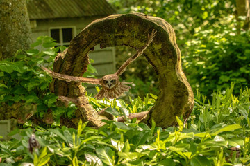 Tiny owl flies through hollow tree stump.