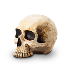 Scary Halloween skull head