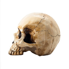 Scary Halloween skull head