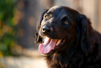 faithful looking family dog smiling at sunset with brown eyes happily
