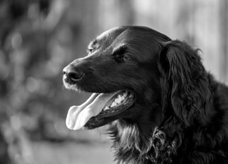 family dog smiling at sunset and putting out his tongue looking happily black and white contrast