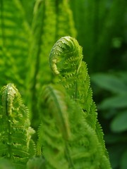 Farnblatt eingerollt