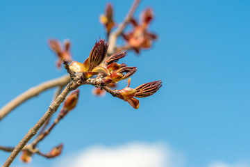 Blossoming buds on branch of the red maple tree in spring on blue sky