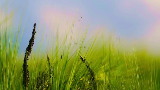 Infected cereals, green stem, pests, insects, flies, moths, farm, agriculture