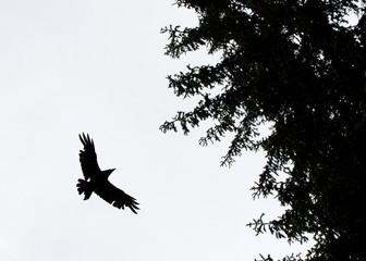 Naklejka premium old raven with broken wings and old feathers flying around in his territory