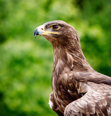 Huge falcon observing its territory with a sharp eye and bill