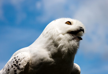 Young arctic snow owl marking its territory high up in the sky