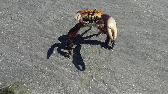 Large crab with strong colors raising its pincers  and defending itself