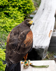 Huge falcon observing its territory with a sharp eye and bill