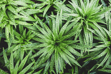 Green tropical leaves with raindrops in tropical. View from above. Flat lay. Nature background, leaves close-up summer background template