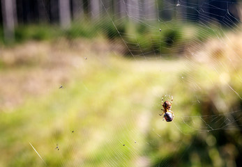 big brown cross spider catching insects in its net