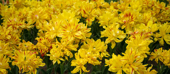 yellow flowers on a bed