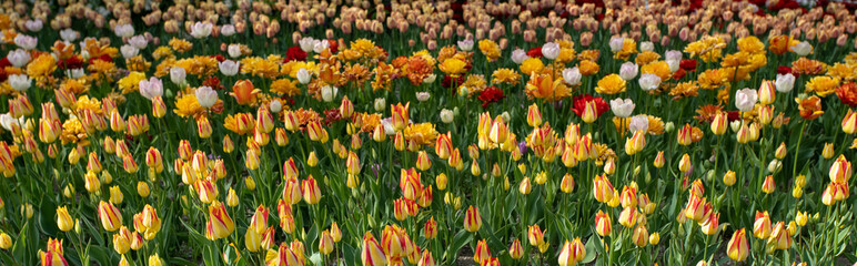 yellow flowers on a bed