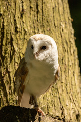 barn owl on branch