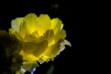 Fototapeta premium The yellow tulip with a big bud blossoms on a black monophonic background. Night shooting in a garden. 