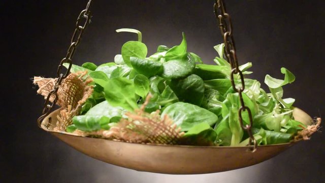 Valerianella locusta 