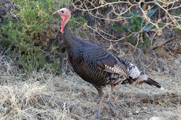 American Turkey in Southern Arizona