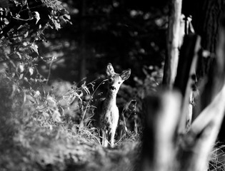 Brown young female deer standing on a mountain path at sunset in the austrian alps