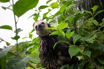 Looking Sloth in the jungle of Surinam