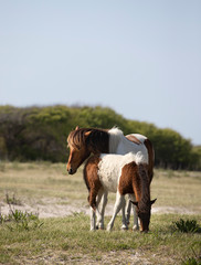 Wild Ponies of the Assateague Island National Seashore, Maryland