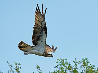 Osprey (Pandion haliaetus)
