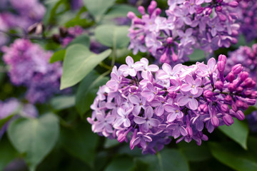 Obraz premium Lilac flowers bunch over blurred background. Beautiful violet Lilac flower. Nature background.