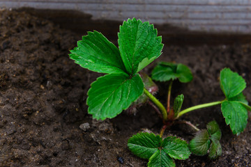 Growing strawberries in the garden.