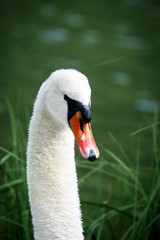 elegant swan swimming in a natural alpine lake in the austrian alps close up
