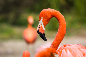 Fototapeta premium Flamingos or flamingoes are a type of wading bird in the family Phoenicopteridae