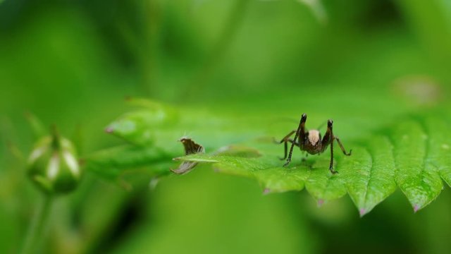 A little brown grasshopper on leaf - (4K)