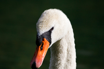 Fototapeta premium elegant swan swimming in a natural alpine lake in the austrian alps close up