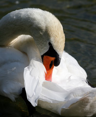 elegant swan swimming in a natural alpine lake in the austrian alps close up