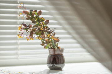 Flowering barberry with yellow small flowers in a ceramic vase on the windowsill