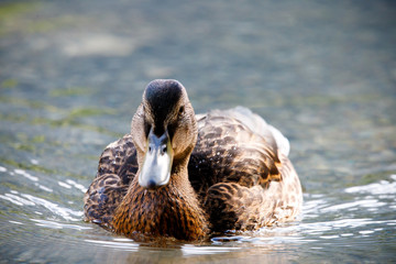 beautiful brown mallard duck with a natural alpine lake surrounded by grass in the austrian alps