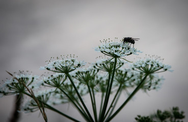 tiny fly on a blossom plant with huge depth of field in spring