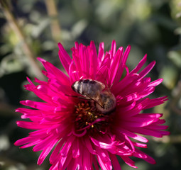 Biene auf einer magenta Bl&uuml;te