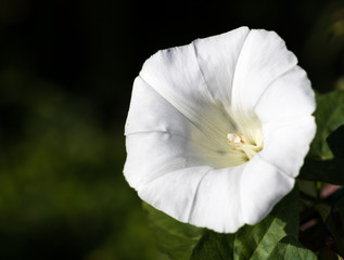 leuchtend wei&szlig;e Bl&uuml;te