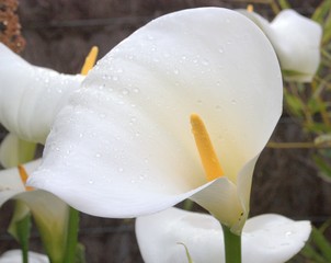 arums blancs dans le jardin en été