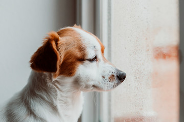 Obraz na płótnie Canvas cute small dog sitting by the window. Rainy day, water drops on the window glass. Dog looking bored or sad. Pets at home indoors
