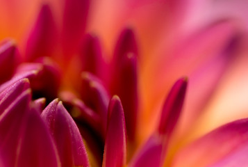 Nahaufnahme einer magentafarbenen Dahlienbl&uuml;te