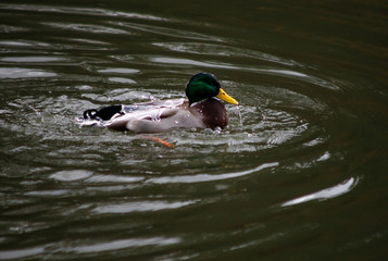 beautiful brown mallard duck with a natural alpine lake surrounded by grass in the austrian alps