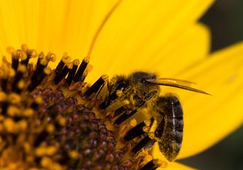 gro&szlig;e Biene auf einer Sonnenblume